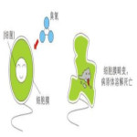 臭氧的介紹